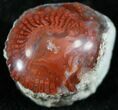 Pennsylvanian Aged Red Agatized Horn Coral - Utah #26370-1